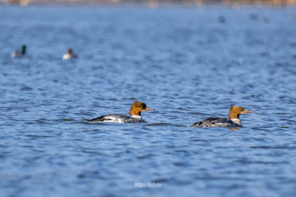 Vogelbeobachtungsausflug mit dem Boot auf dem See | Tauchen Sie tief in die Natur ein (Dienstag, Samstag)