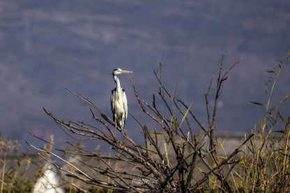 Vogelbeobachtungsausflug mit dem Boot auf dem See | Tauchen Sie tief in die Natur ein (Dienstag, Samstag)