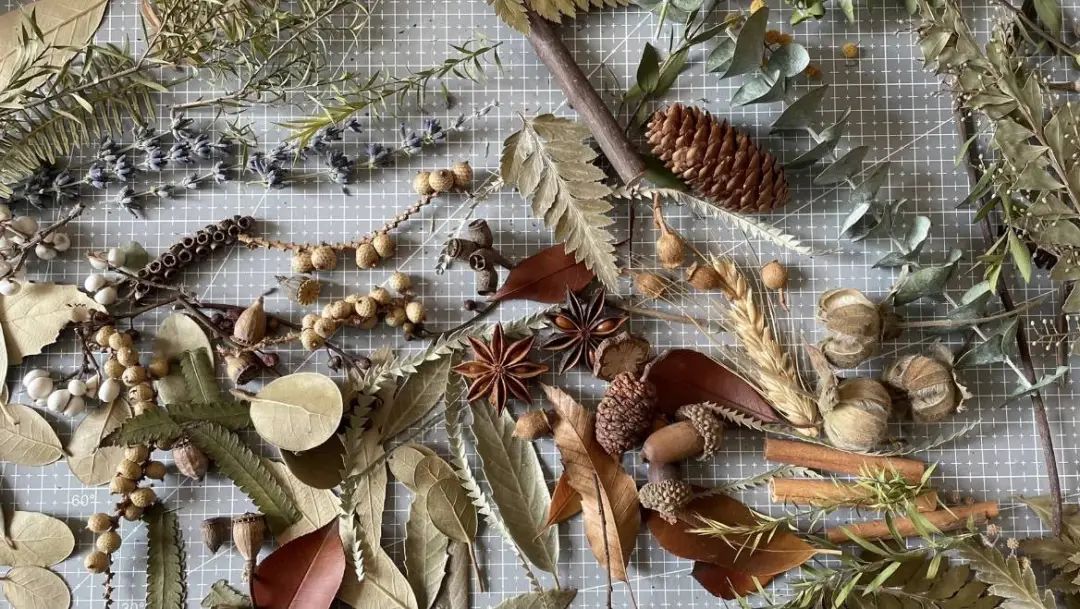 Agua | Making plant and insect specimens