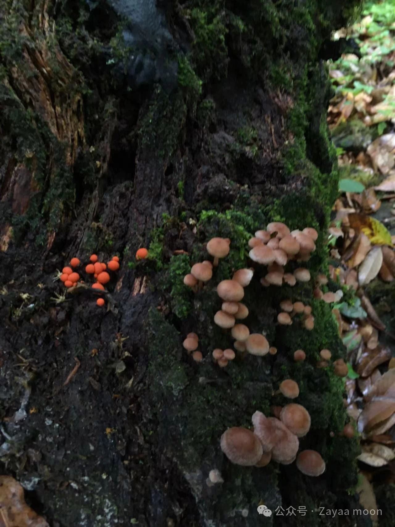 Un día en la casa de un &quot;pariente&quot; en las profundas montañas de Xipo | El otro lado de la montaña Cangshan