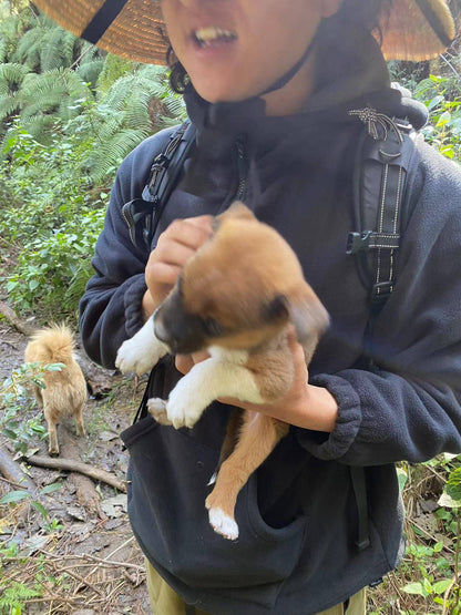 広い松坪軽歩行 | 田園・小川・森 