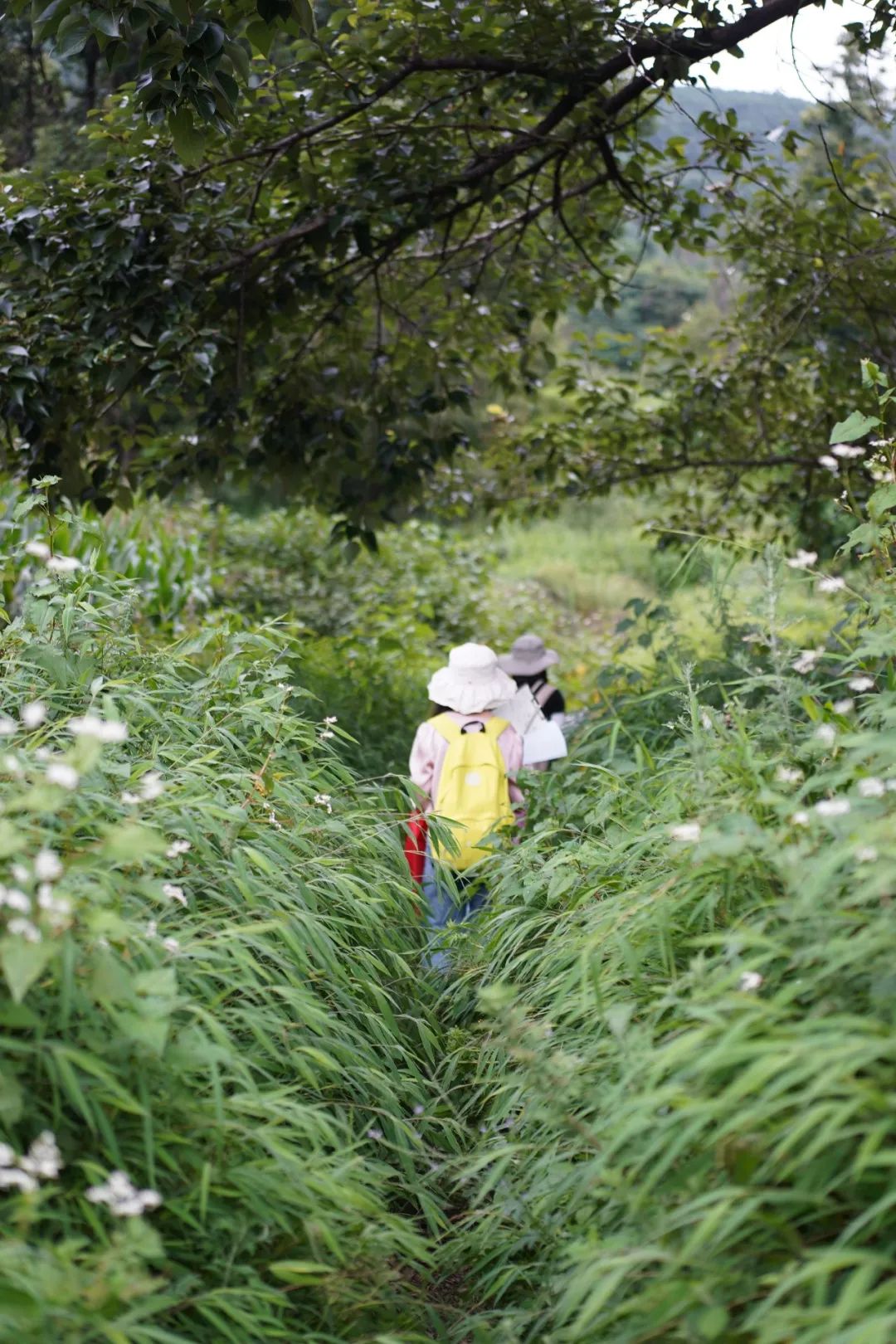 เดินป่าชมธรรมชาติแบบสั้นๆ | นก พืช และแมลง