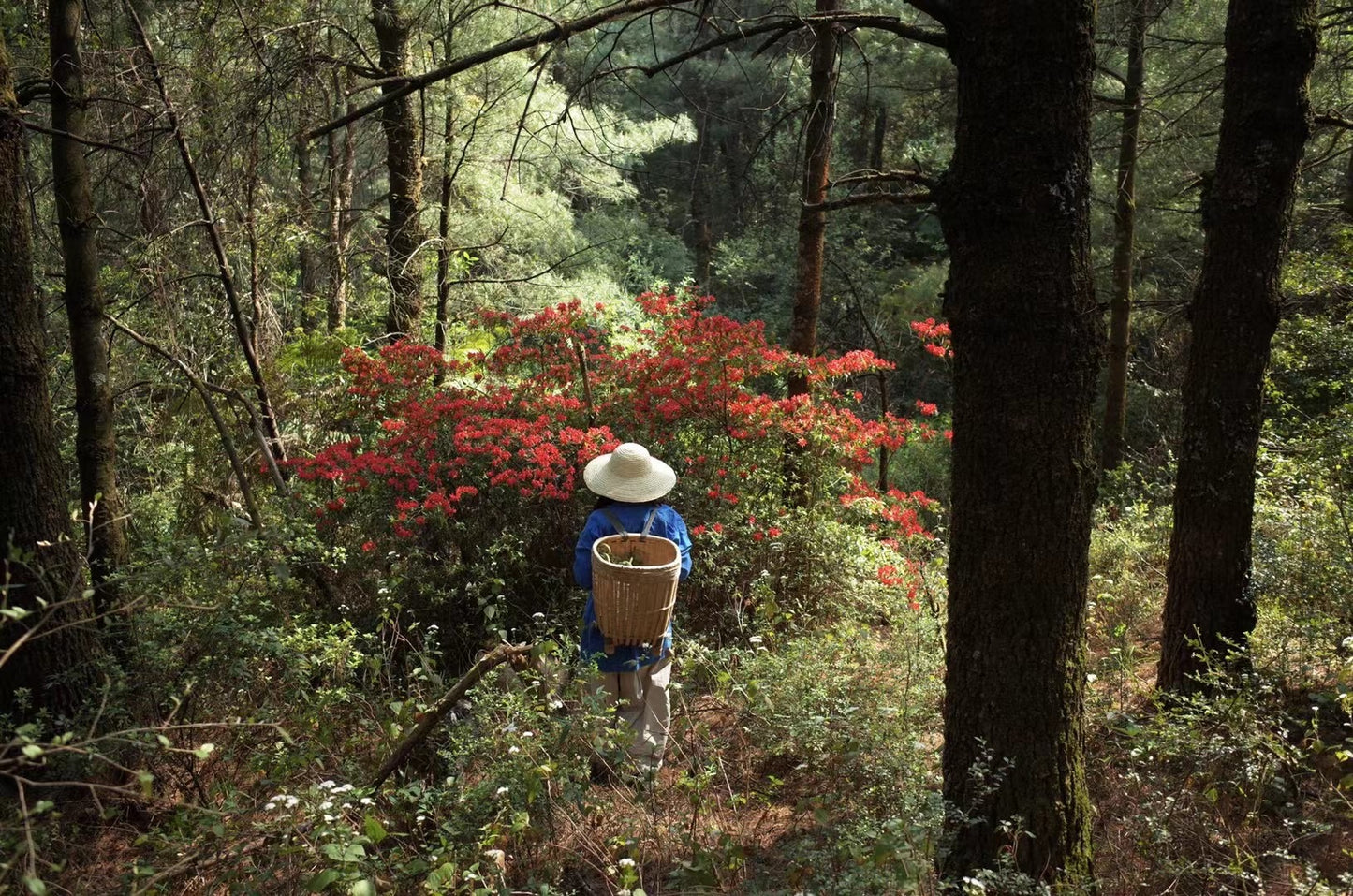 去苍山野道捡松果松子