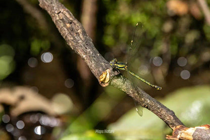 (Nur im Sommer) Nächtliche Insektenbeobachtung | Am Fuße des Cangshan-Berges