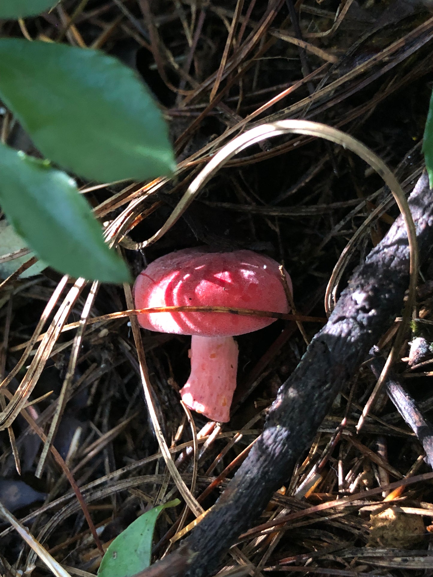 Mini recogida de piñones y recolección de setas en el bosque
