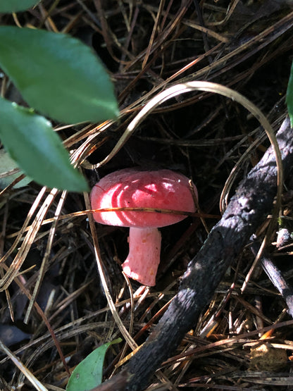 Mini recogida de piñones y recolección de setas en el bosque