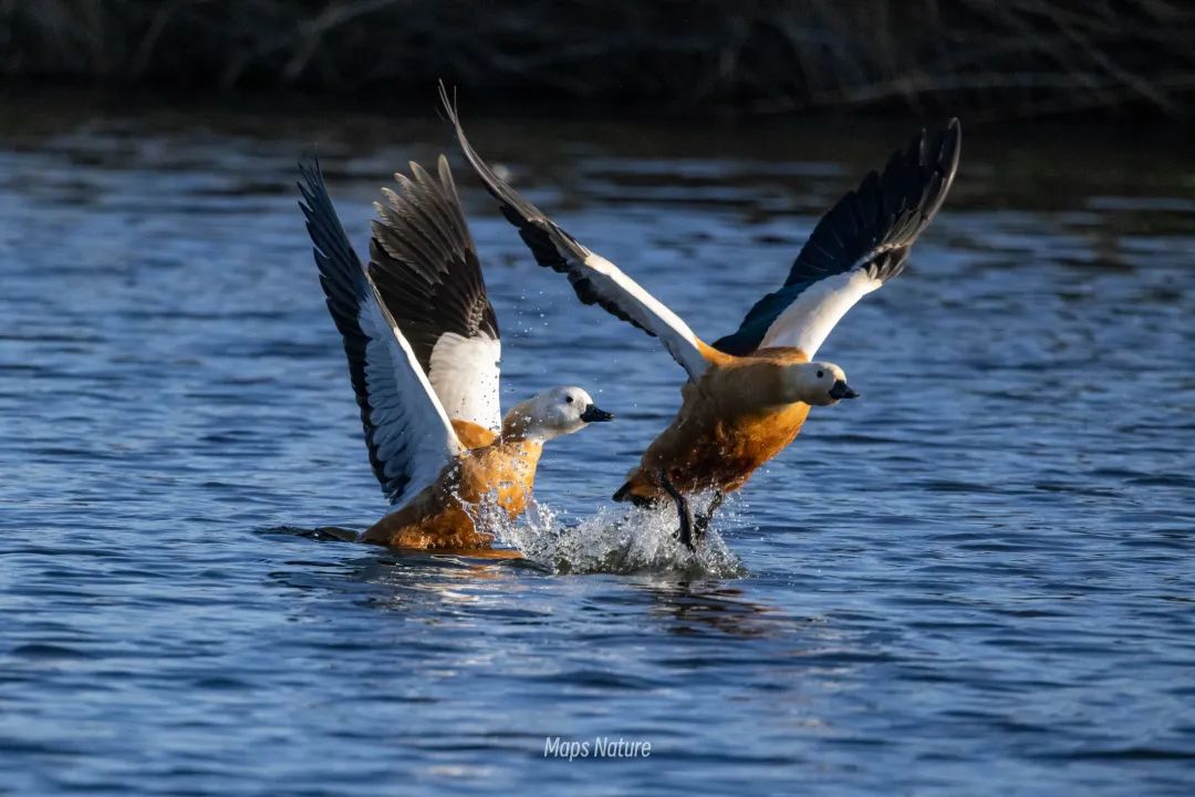 Bird watching trip on the lake | Go deep into nature (Tuesday, Saturday)