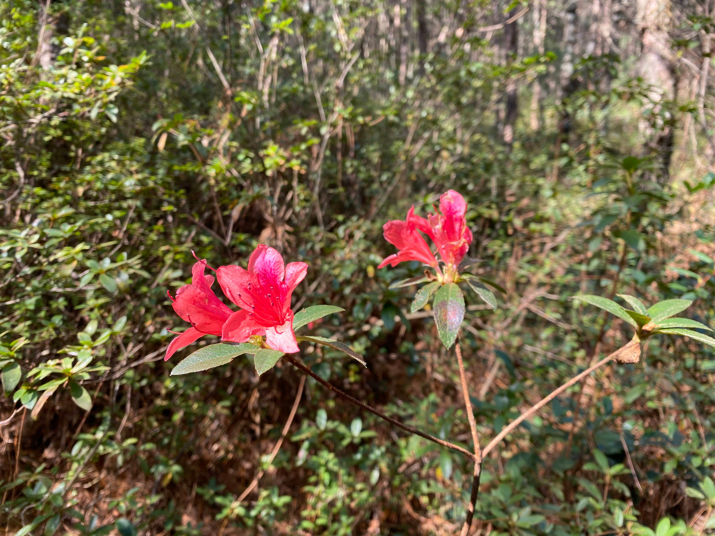 広い松坪軽歩行 | 田園・小川・森 