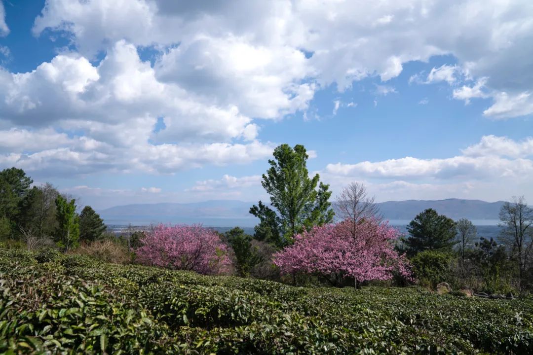 （4月-11月）採茶炒茶| 溪畔的茶園