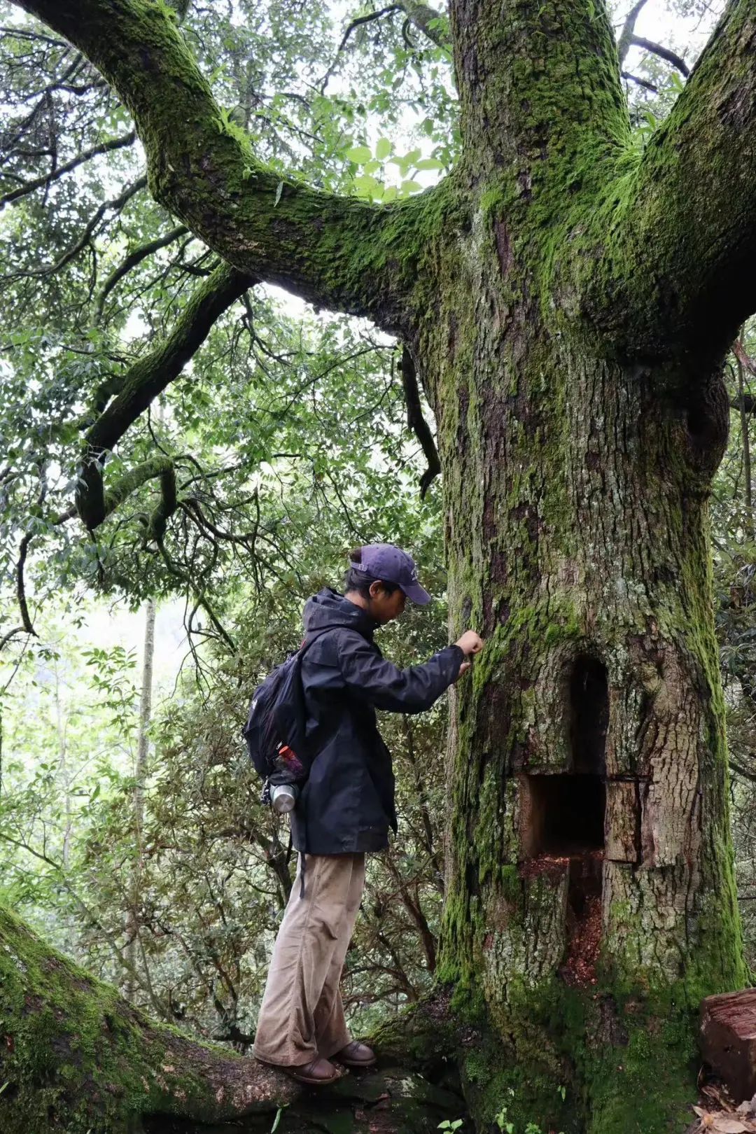 (6-11月) 苍山西坡キャンプ 