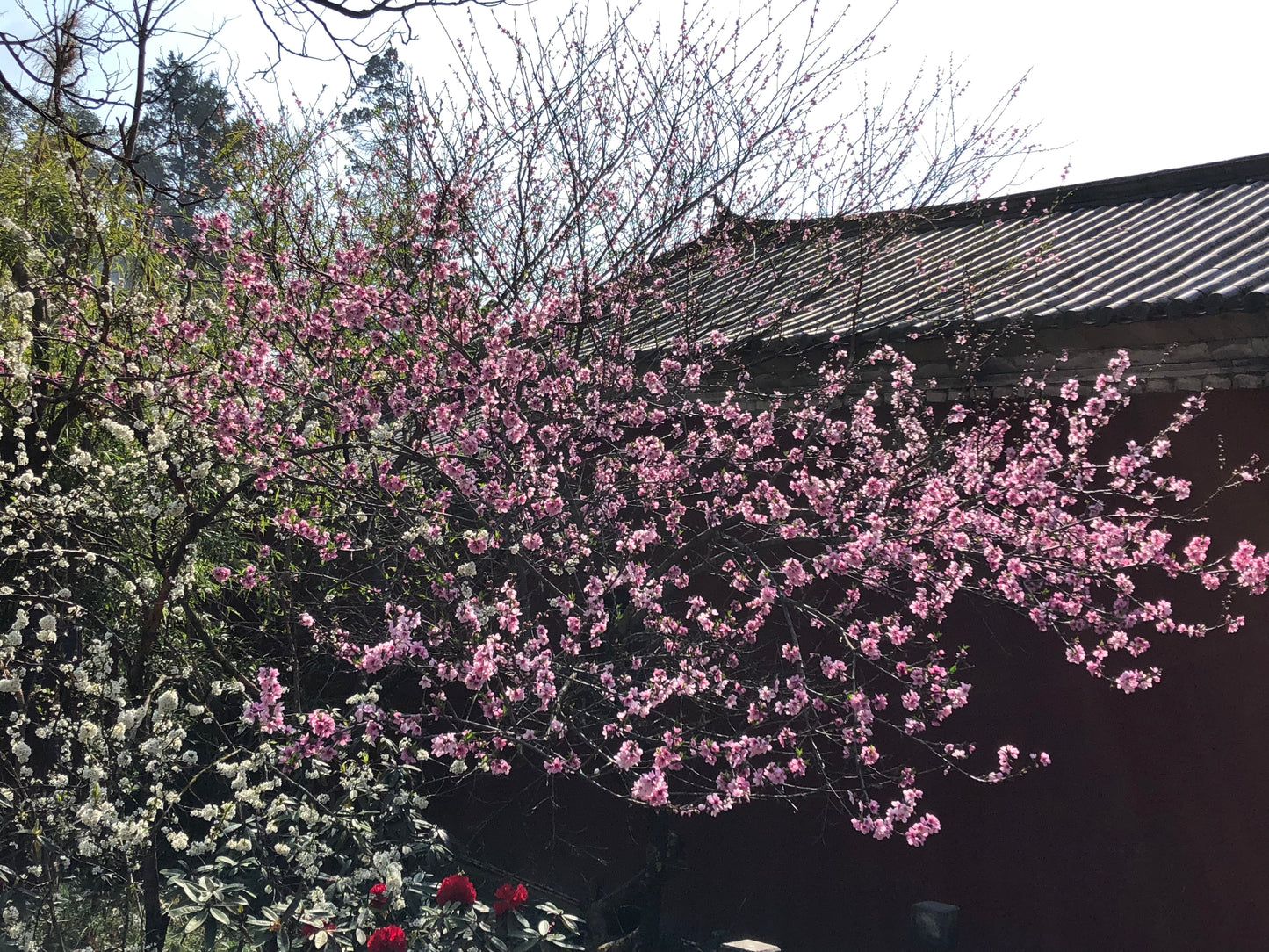 去无为寺吃斋饭｜苍山野道徒步捡松果