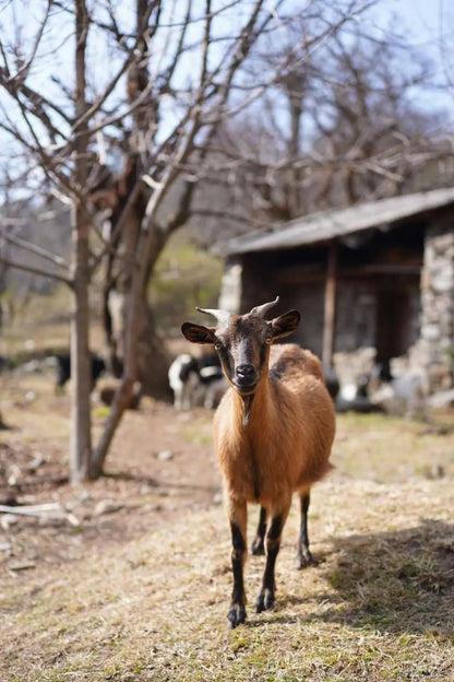 시포 깊은 산 속 &#39;친척&#39; 집에서 보낸 하루 | 창산의 저편