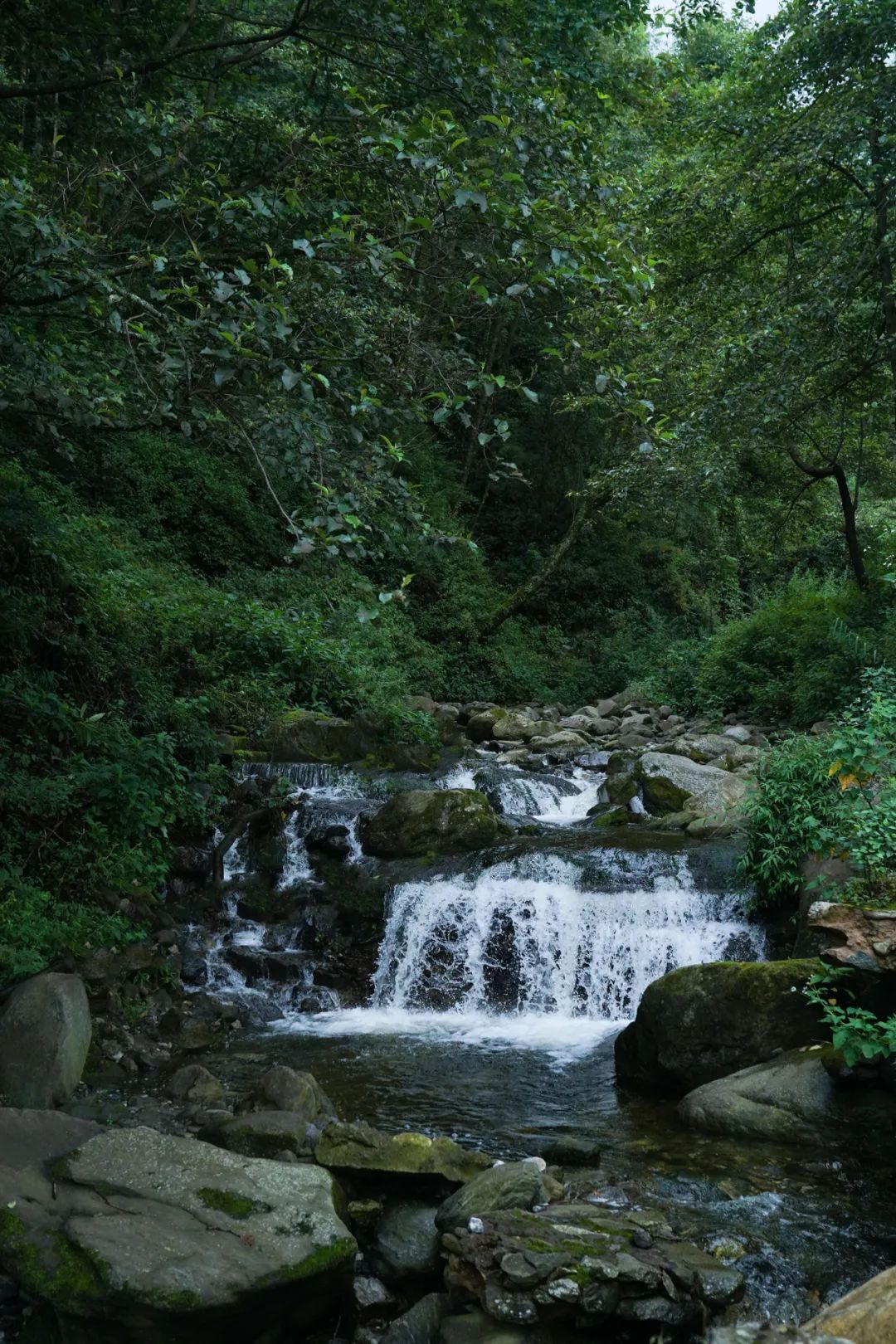 (Abril-noviembre) Recolección y fritura de té | Jardín de té junto al arroyo