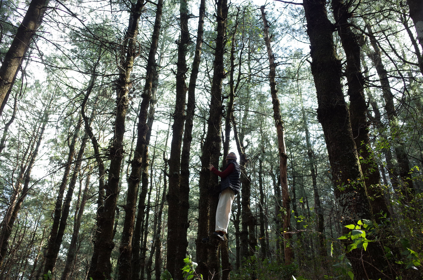 Go to Cangshan Mountain to pick pine cones and pine nuts 