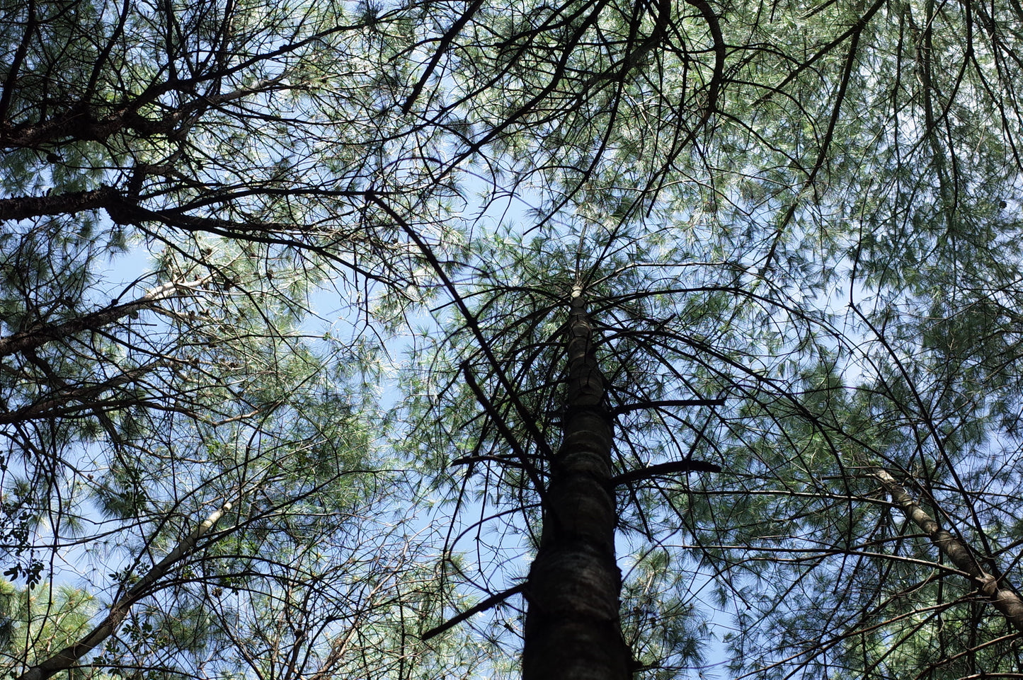 Go to Cangshan Mountain to pick pine cones and pine nuts 