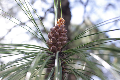 Go to Cangshan Mountain to pick pine cones and pine nuts 