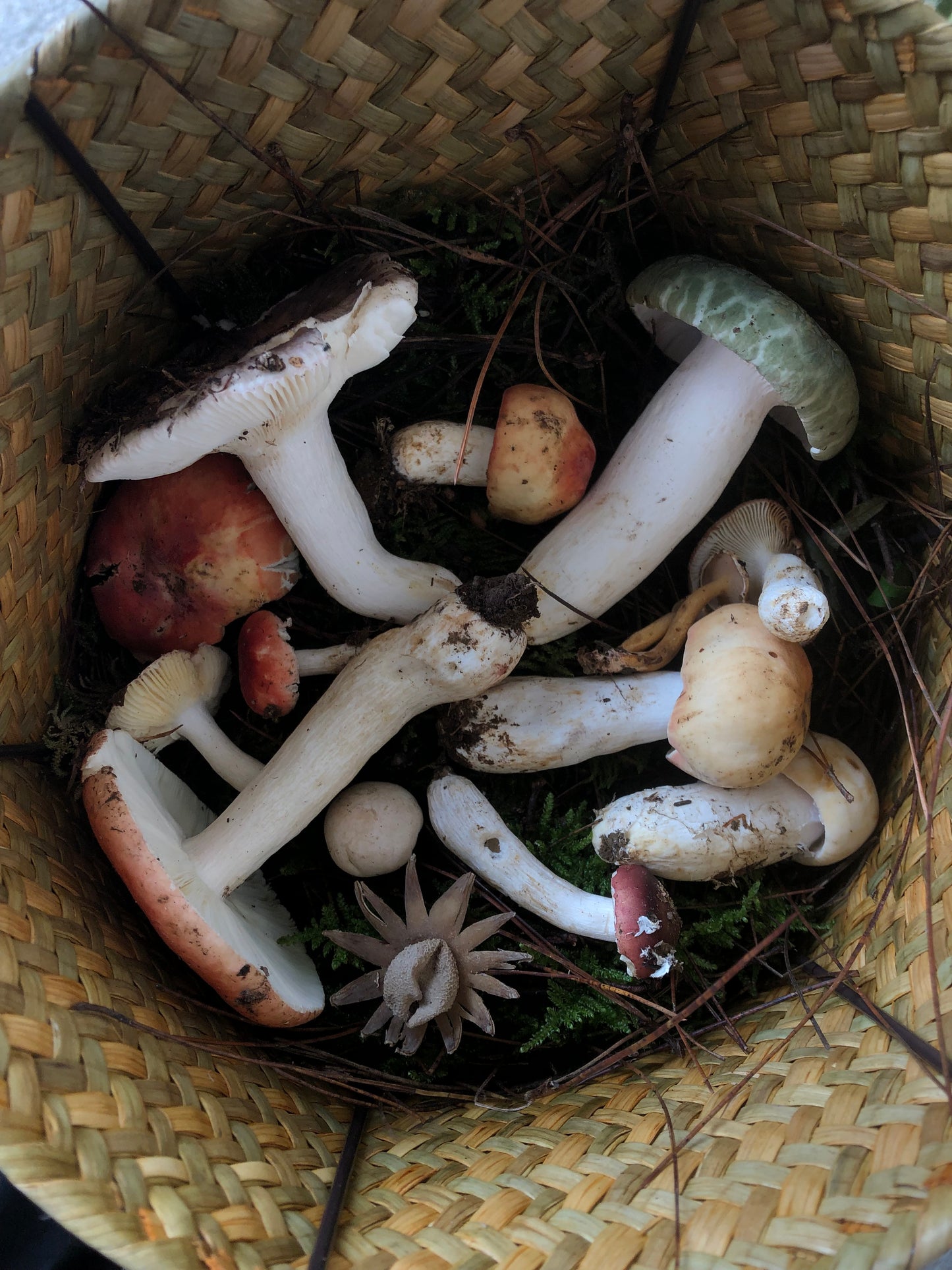 Mini recogida de piñones y recolección de setas en el bosque
