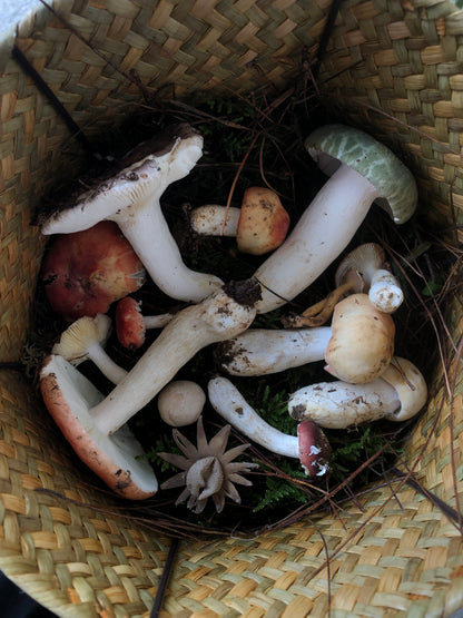 Mini recogida de piñones y recolección de setas en el bosque