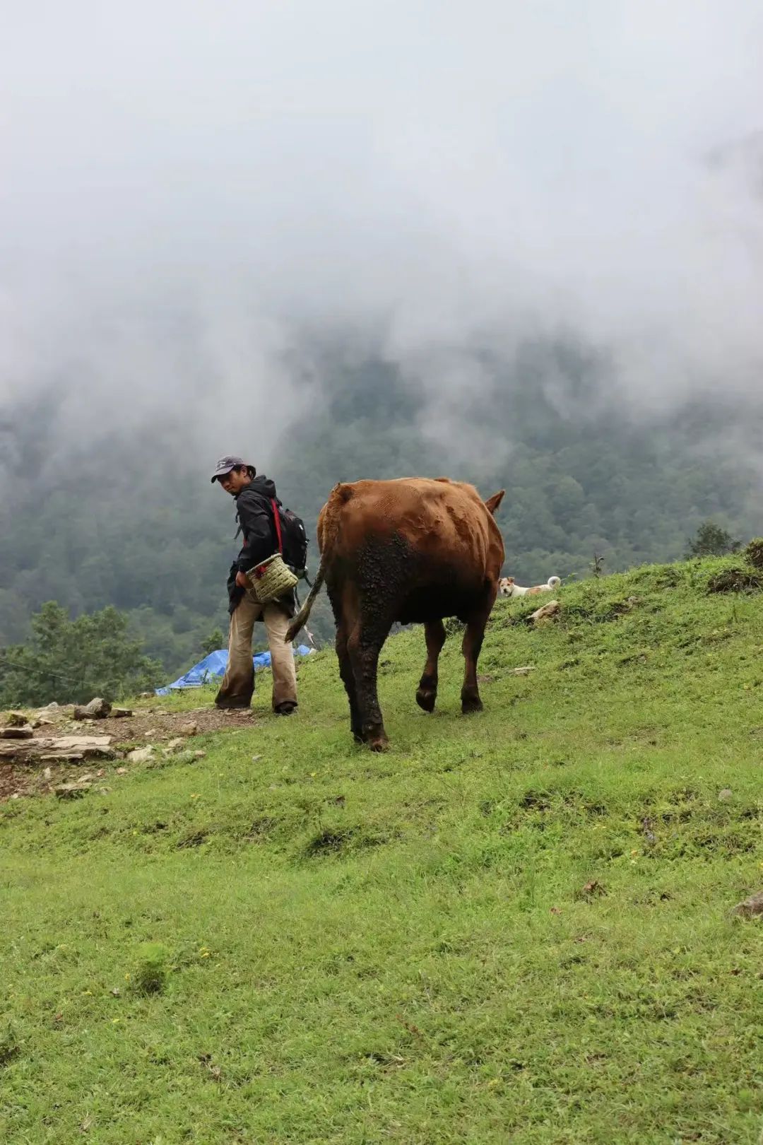 (Junio-noviembre) Campamento en la ladera oeste de la montaña Cangshan