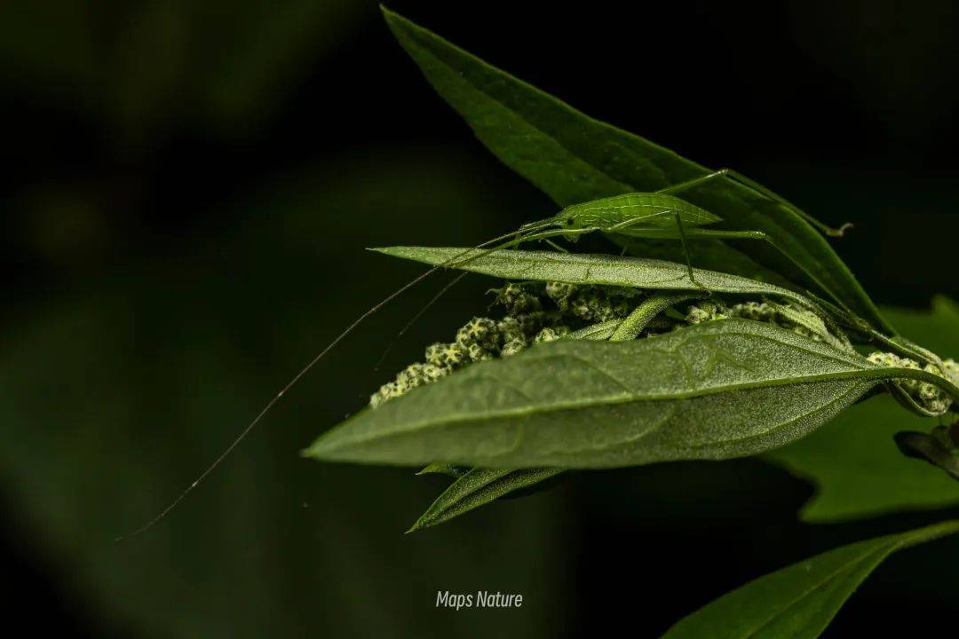 (Solo en verano) Observación nocturna de insectos | Al pie de la montaña Cangshan