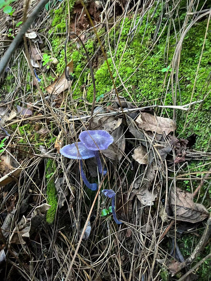Mini recogida de piñones y recolección de setas en el bosque