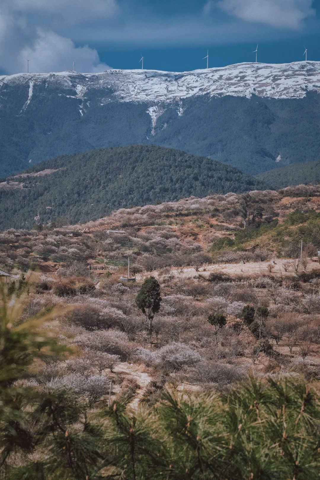 (Ende Januar bis Mitte Februar) Wandern Sie durch den Pflaumenblütenwald in den Bergen und sammeln Sie lokalen Honig von Bauern