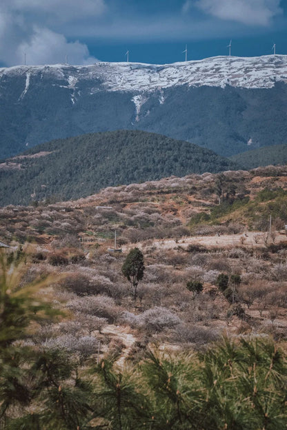 (De finales de enero a mediados de febrero) Camine por el bosque de ciruelos en flor en las montañas y recolecte miel local de los agricultores.