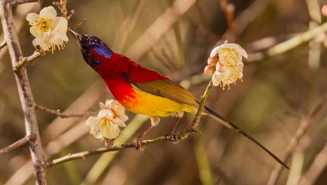 Observación de la naturaleza en Cangshan durante un día completo | Aves, plantas e insectos