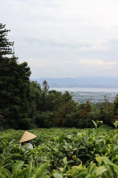 (April-November) Tea picking and tea frying | Tea garden by the stream