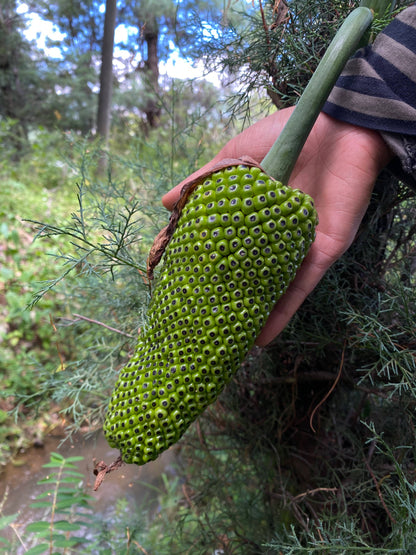 凤羽山野轻徒步｜乡村、田野和古寺