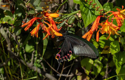 (Solo en verano) Observación nocturna de insectos | Al pie de la montaña Cangshan