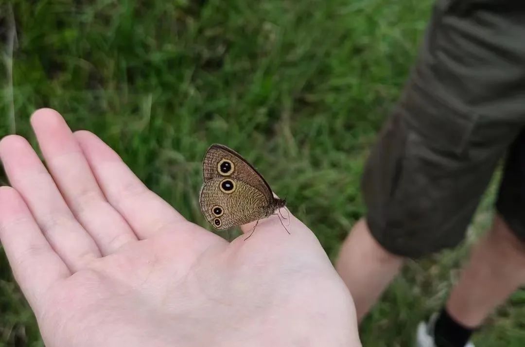 Mini-Wanderung zur Naturbeobachtung | Vögel, Pflanzen und Insekten