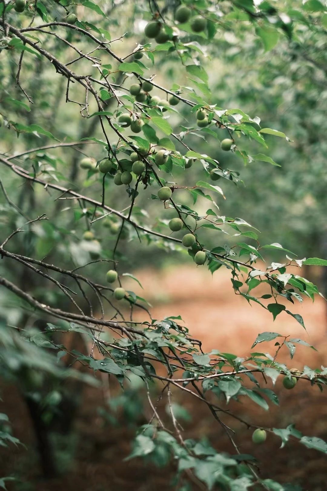 (De finales de enero a mediados de febrero) Camine por el bosque de ciruelos en flor en las montañas y recolecte miel local de los agricultores.