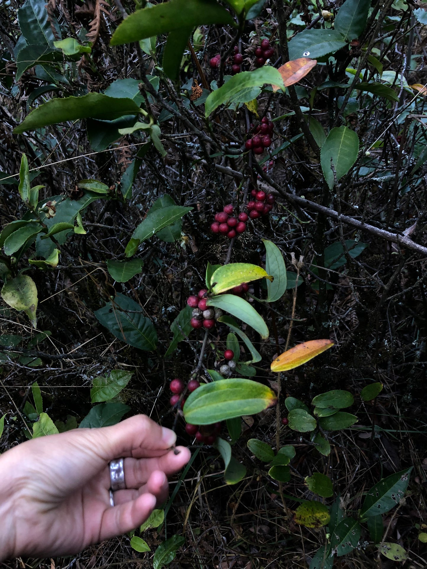 Allez à la montagne Cangshan pour cueillir des pommes de pin et des pignons de pin 