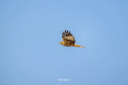 Bird watching trip on the lake | Go deep into nature (Tuesday, Saturday)