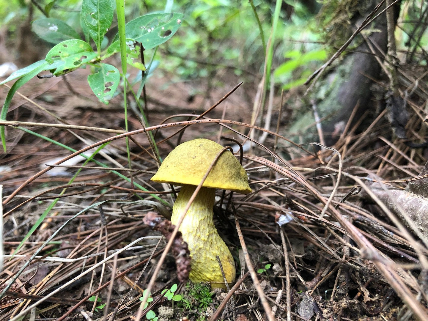 Mini recogida de piñones y recolección de setas en el bosque