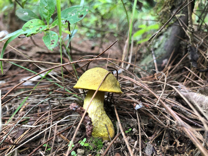 Mini recogida de piñones y recolección de setas en el bosque