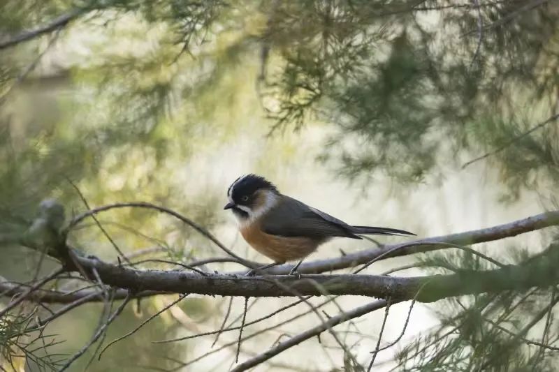 Observación de la naturaleza en Cangshan durante un día completo | Aves, plantas e insectos