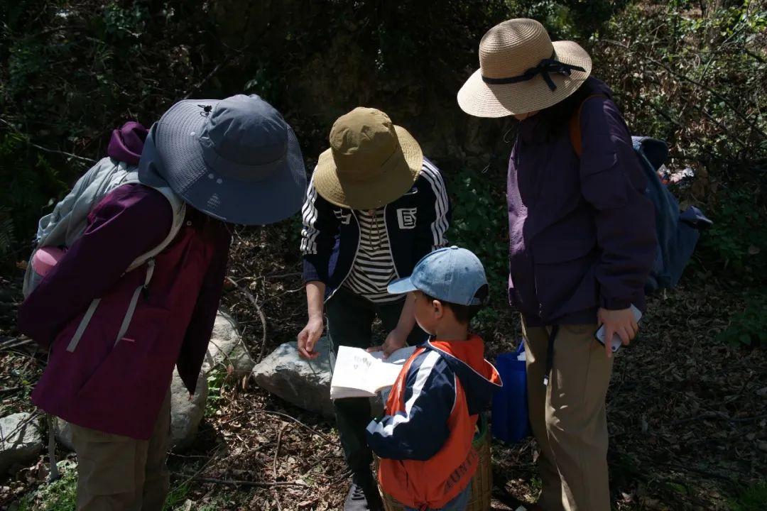 Nature Observations and Notes | Birds, Plants and Insects