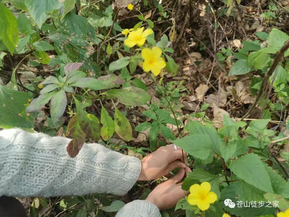 Mini va de excursión a la montaña a recoger frutas | Tintura junto al arroyo