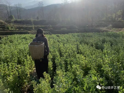 Mini va de excursión a la montaña a recoger frutas | Tintura junto al arroyo