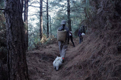 Caminata ligera por Kuosongping | Campos, arroyos y bosques