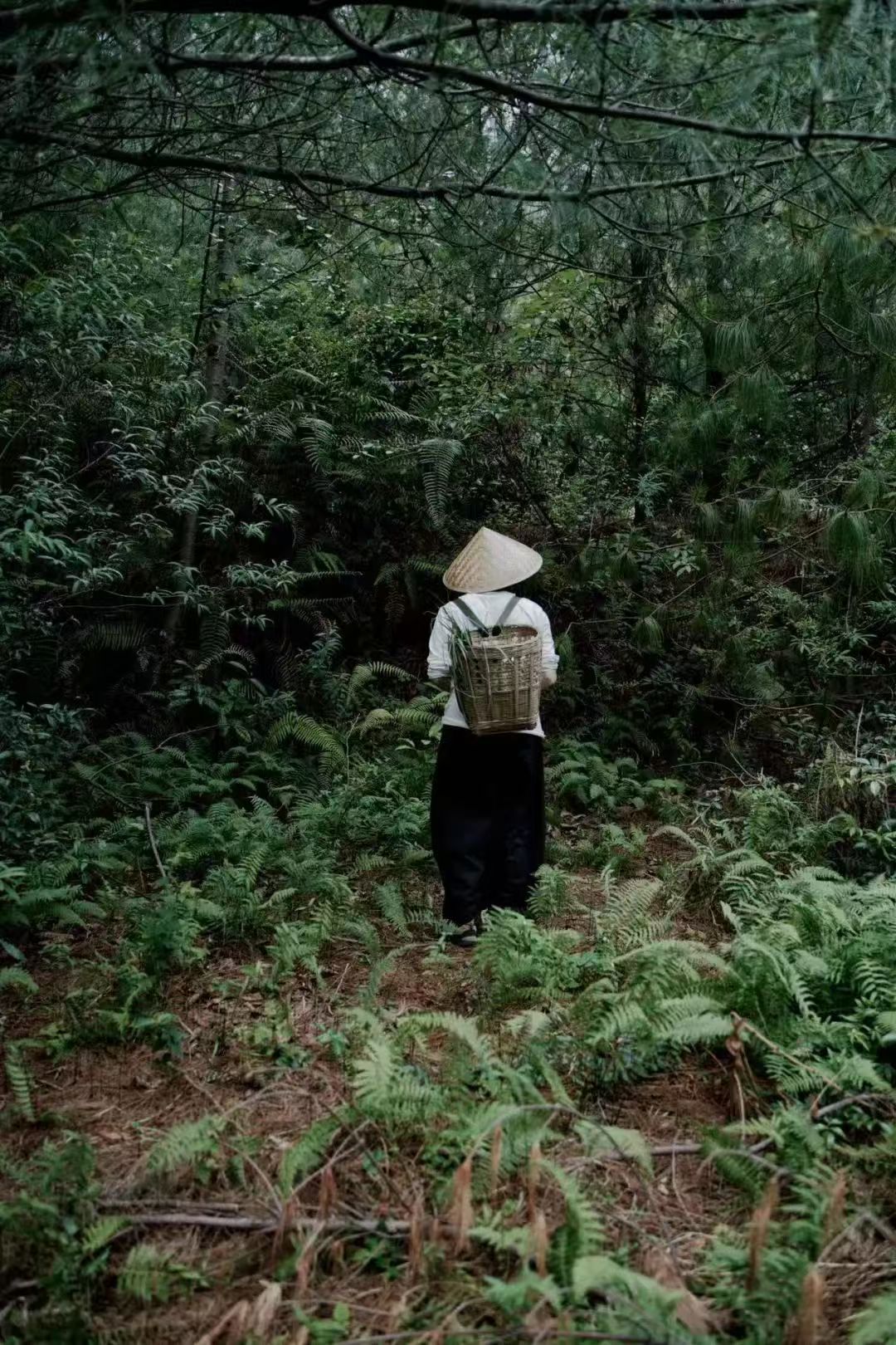 Caminata por el bosque de helechos (distancia media)