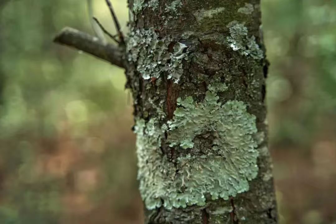 Randonnée dans la forêt de fougères (moyenne distance) 