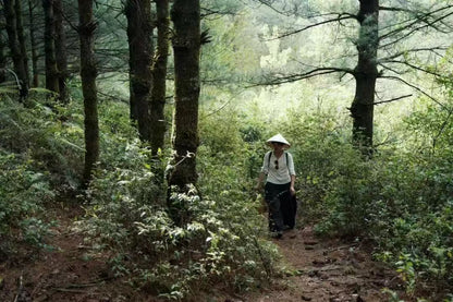 Randonnée dans la forêt de fougères (moyenne distance) 