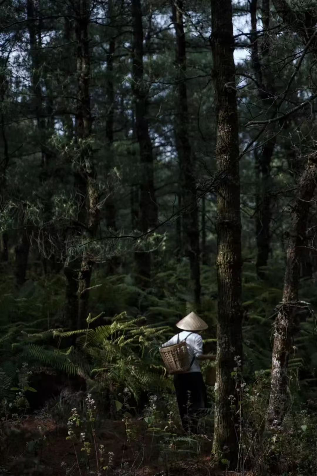 Randonnée dans la forêt de fougères (moyenne distance) 