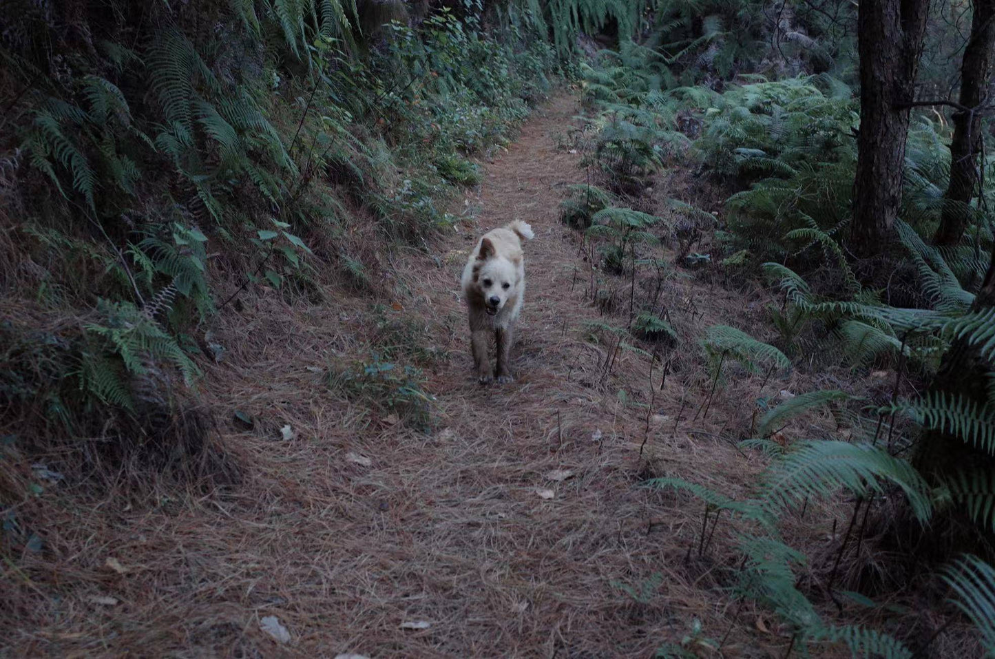 Caminata ligera por Kuosongping | Campos, arroyos y bosques