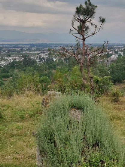 Caminata por el bosque de helechos (distancia media)