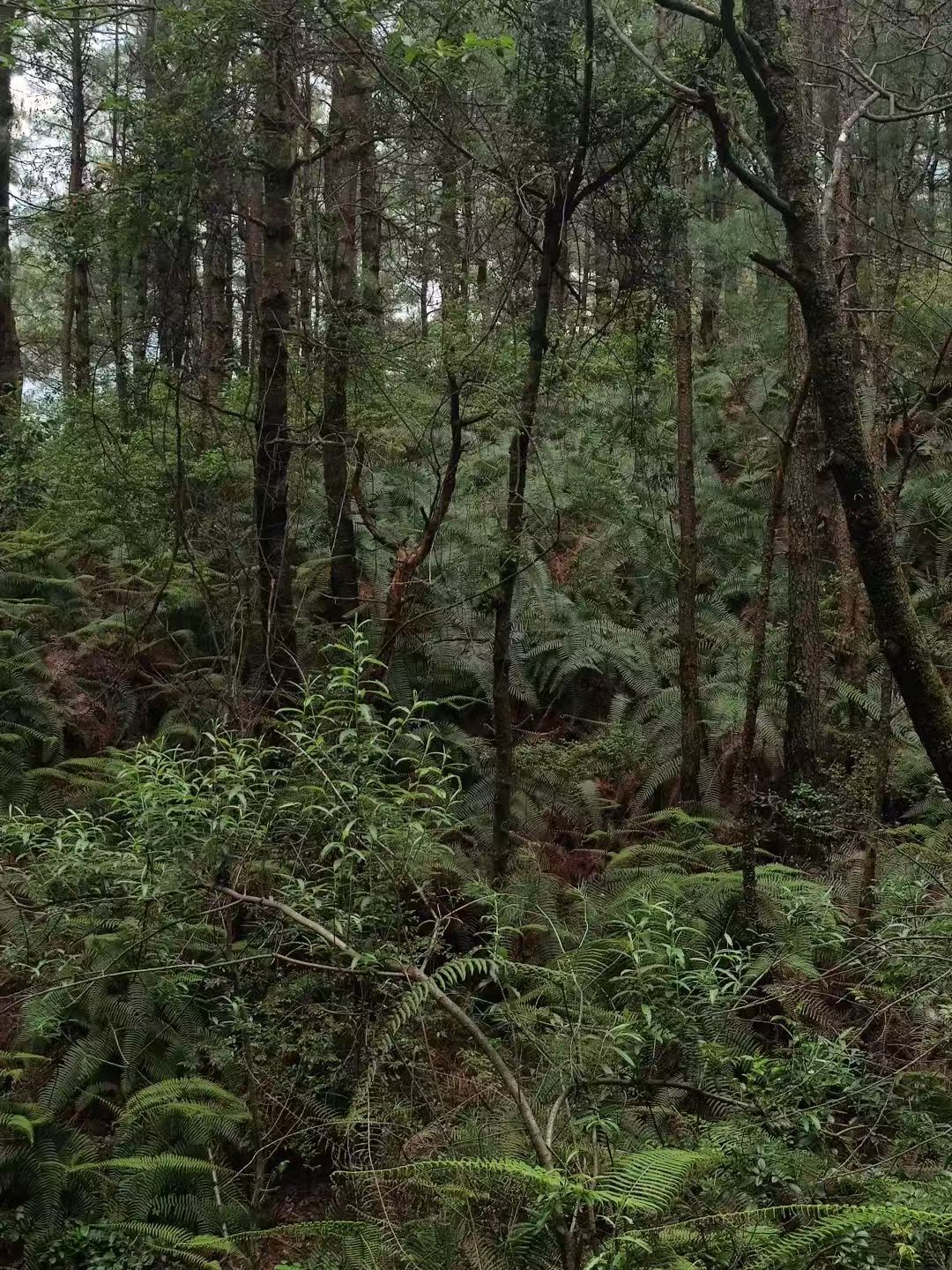 Randonnée dans la forêt de fougères (moyenne distance) 