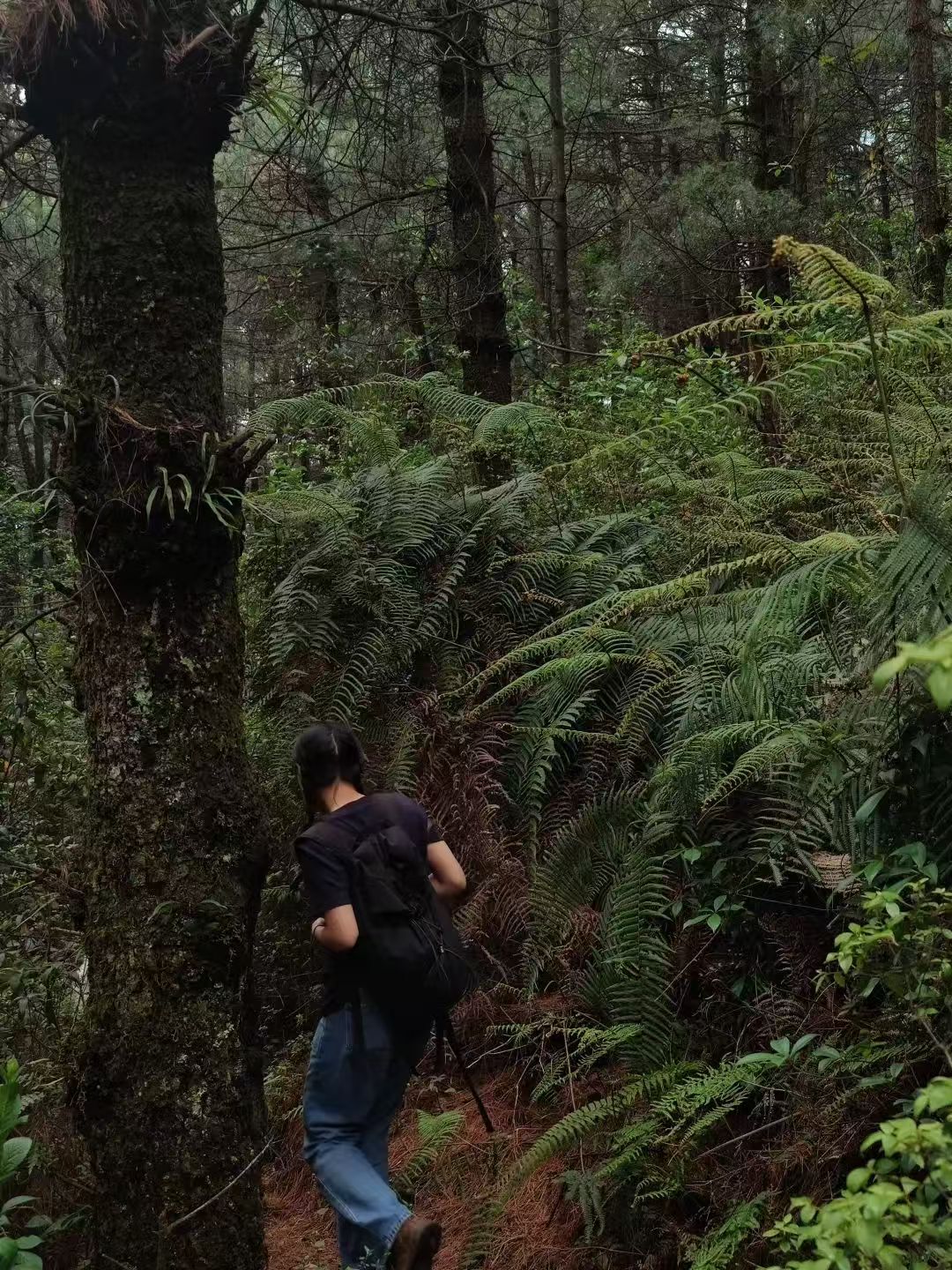 Caminata por el bosque de helechos (distancia media)